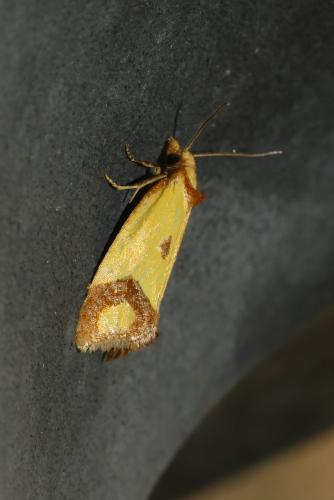 Réf. 209 890 : Agapeta zoegana